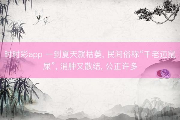 时时彩app 一到夏天就枯萎， 民间俗称“千老迈鼠屎”， 消肿又散结， 公正许多